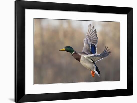 Mallard Drake flying-Ken Archer-Framed Premium Photographic Print