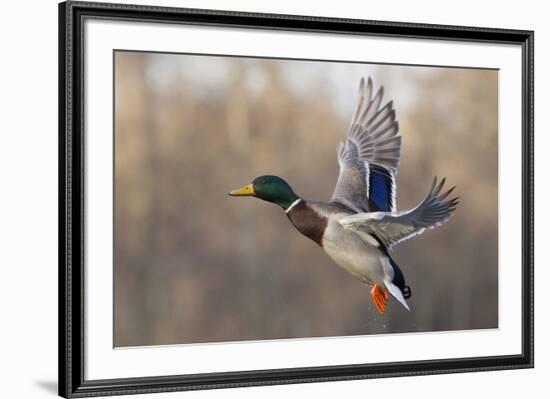 Mallard Drake flying-Ken Archer-Framed Premium Photographic Print