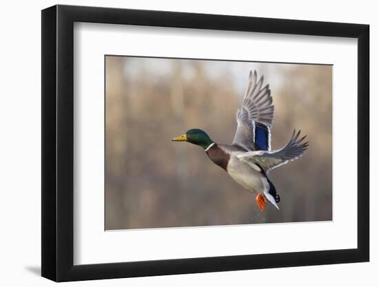 Mallard Drake flying-Ken Archer-Framed Photographic Print