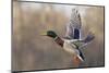 Mallard Drake flying-Ken Archer-Mounted Photographic Print