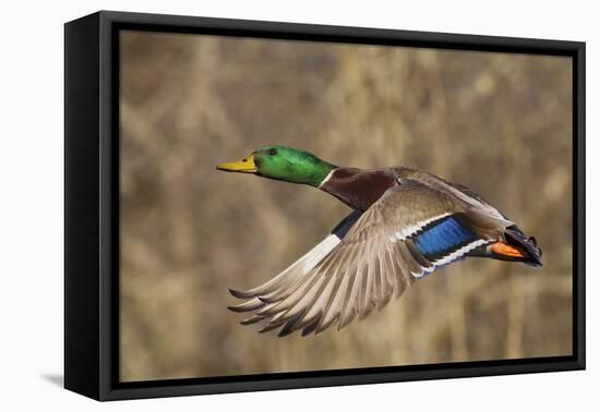 Mallard drake flying-Ken Archer-Framed Premier Image Canvas