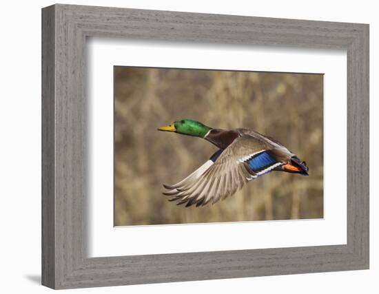 Mallard drake flying-Ken Archer-Framed Photographic Print