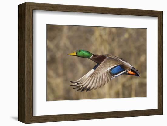 Mallard drake flying-Ken Archer-Framed Photographic Print