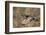 Mallard drake flying-Ken Archer-Framed Photographic Print