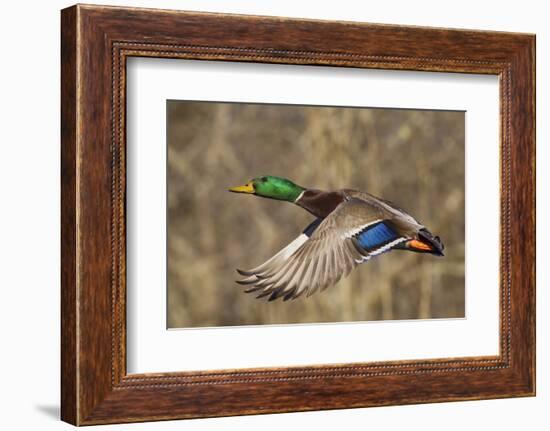 Mallard drake flying-Ken Archer-Framed Photographic Print