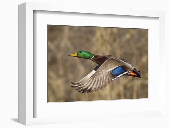 Mallard drake flying-Ken Archer-Framed Photographic Print