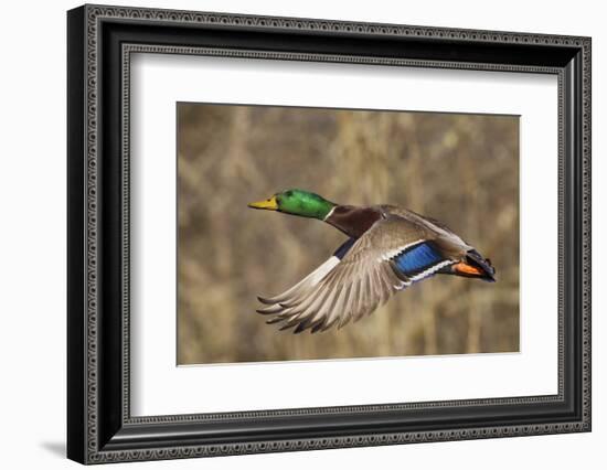 Mallard drake flying-Ken Archer-Framed Photographic Print