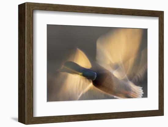 Mallard drake flying-Ken Archer-Framed Photographic Print