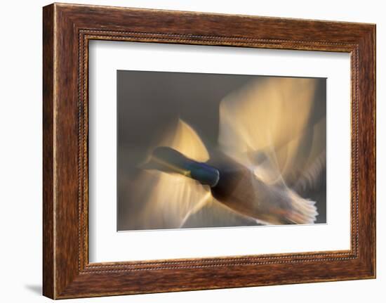 Mallard drake flying-Ken Archer-Framed Photographic Print