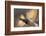 Mallard drake flying-Ken Archer-Framed Photographic Print