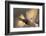 Mallard drake flying-Ken Archer-Framed Photographic Print