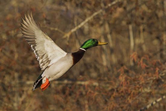 Mallard Drake Flying Photographic Print By Ken Archer Art Com