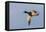 Mallard drake flying-Ken Archer-Framed Premier Image Canvas