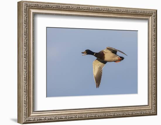 Mallard drake flying-Ken Archer-Framed Photographic Print