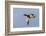 Mallard drake flying-Ken Archer-Framed Photographic Print