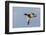 Mallard drake flying-Ken Archer-Framed Photographic Print