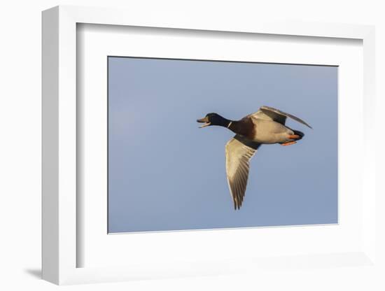 Mallard drake flying-Ken Archer-Framed Photographic Print