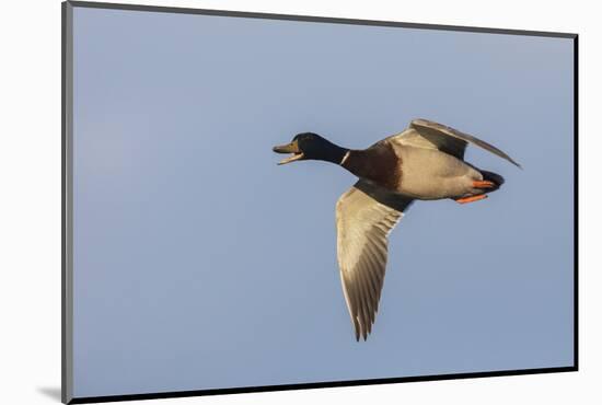 Mallard drake flying-Ken Archer-Mounted Photographic Print