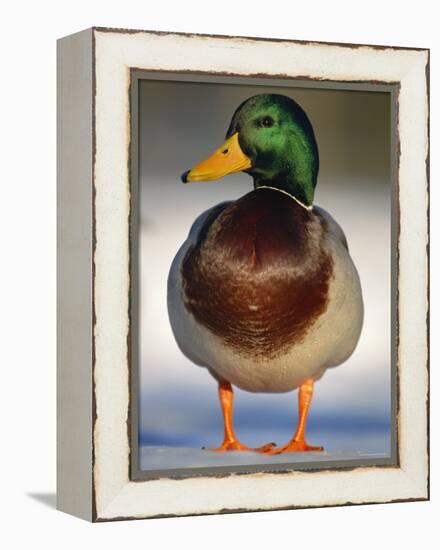 Mallard Drake Portrait Standing on Ice, Highlands, Scotland, UK-Pete Cairns-Framed Premier Image Canvas