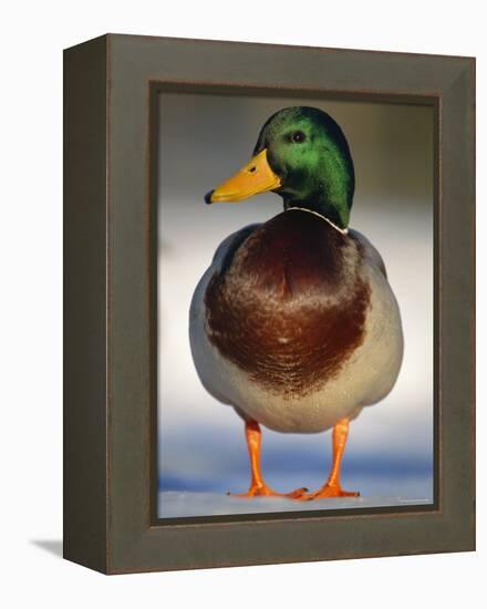 Mallard Drake Portrait Standing on Ice, Highlands, Scotland, UK-Pete Cairns-Framed Premier Image Canvas