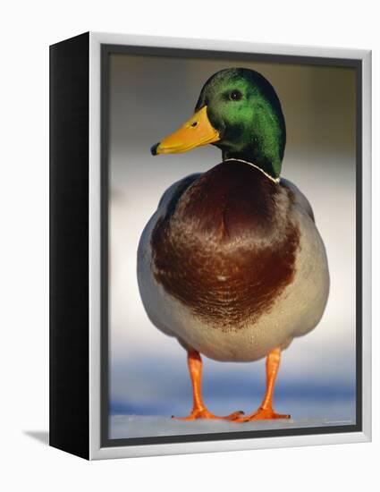 Mallard Drake Portrait Standing on Ice, Highlands, Scotland, UK-Pete Cairns-Framed Premier Image Canvas