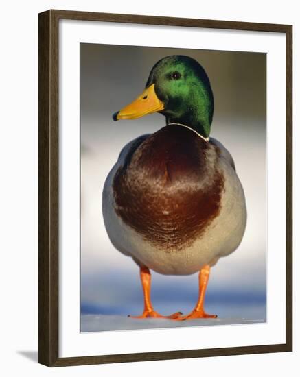 Mallard Drake Portrait Standing on Ice, Highlands, Scotland, UK-Pete Cairns-Framed Photographic Print