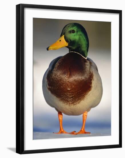 Mallard Drake Portrait Standing on Ice, Highlands, Scotland, UK-Pete Cairns-Framed Photographic Print