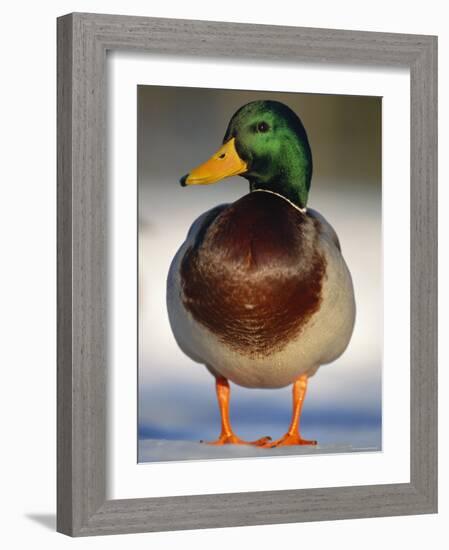 Mallard Drake Portrait Standing on Ice, Highlands, Scotland, UK-Pete Cairns-Framed Photographic Print