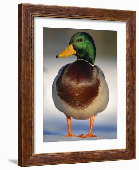 Mallard Drake Portrait Standing on Ice, Highlands, Scotland, UK-Pete Cairns-Framed Photographic Print