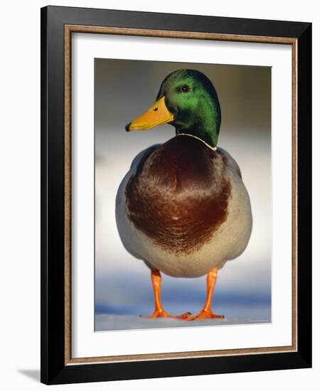 Mallard Drake Portrait Standing on Ice, Highlands, Scotland, UK-Pete Cairns-Framed Photographic Print