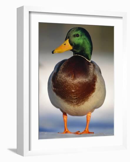 Mallard Drake Portrait Standing on Ice, Highlands, Scotland, UK-Pete Cairns-Framed Photographic Print