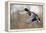 Mallard Drake Taking Flight-Ken Archer-Framed Premier Image Canvas