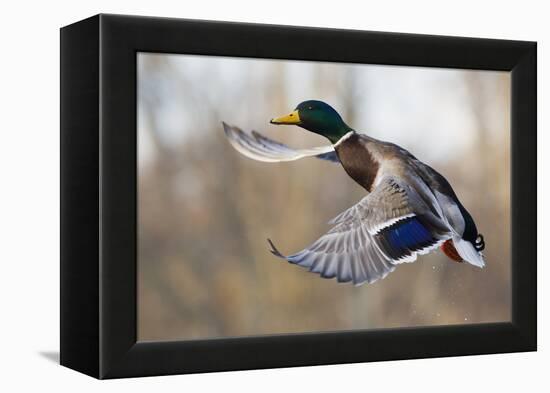 Mallard Drake Taking Flight-Ken Archer-Framed Premier Image Canvas