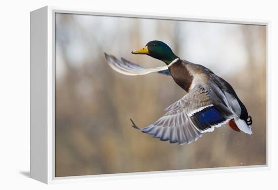 Mallard Drake Taking Flight-Ken Archer-Framed Premier Image Canvas