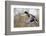 Mallard Drake Taking Flight-Ken Archer-Framed Premium Photographic Print