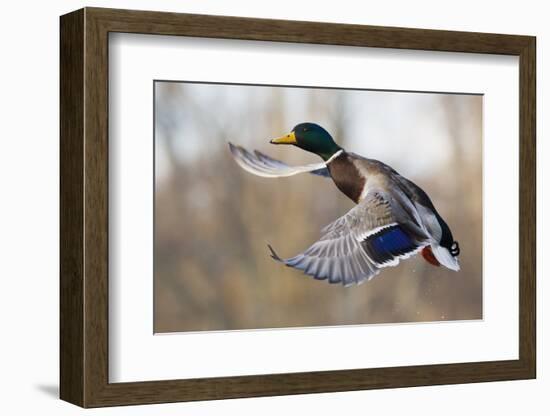 Mallard Drake Taking Flight-Ken Archer-Framed Premium Photographic Print