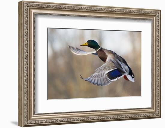 Mallard Drake Taking Flight-Ken Archer-Framed Photographic Print