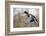 Mallard Drake Taking Flight-Ken Archer-Framed Photographic Print