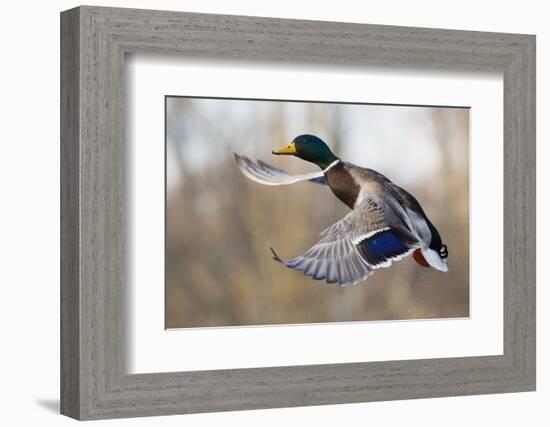 Mallard Drake Taking Flight-Ken Archer-Framed Photographic Print