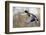 Mallard Drake Taking Flight-Ken Archer-Framed Photographic Print