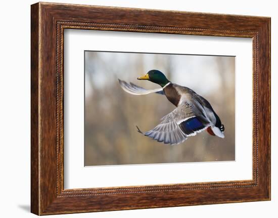 Mallard Drake Taking Flight-Ken Archer-Framed Photographic Print