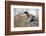 Mallard Drake Taking Flight-Ken Archer-Framed Photographic Print