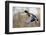 Mallard Drake Taking Flight-Ken Archer-Framed Photographic Print