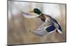 Mallard Drake Taking Flight-Ken Archer-Mounted Photographic Print