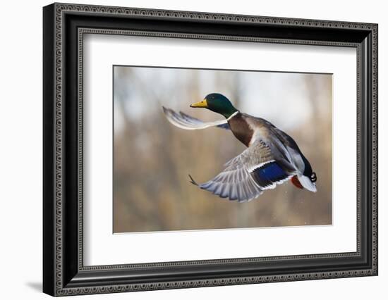 Mallard Drake Taking Flight-Ken Archer-Framed Photographic Print