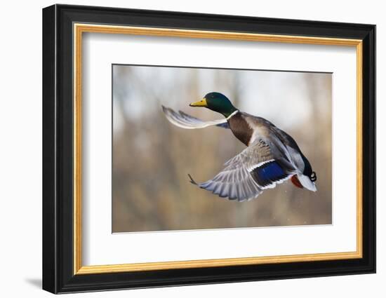 Mallard Drake Taking Flight-Ken Archer-Framed Photographic Print