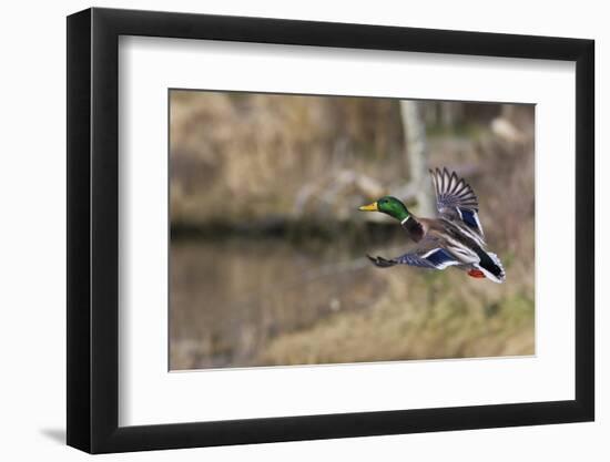 Mallard Drake Taking Flight-Ken Archer-Framed Premium Photographic Print