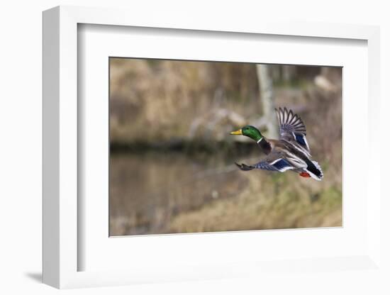 Mallard Drake Taking Flight-Ken Archer-Framed Premium Photographic Print
