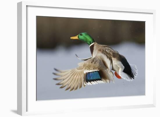 Mallard Drake Taking Flight-Ken Archer-Framed Photographic Print