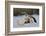 Mallard Drake Taking Flight-Ken Archer-Framed Photographic Print